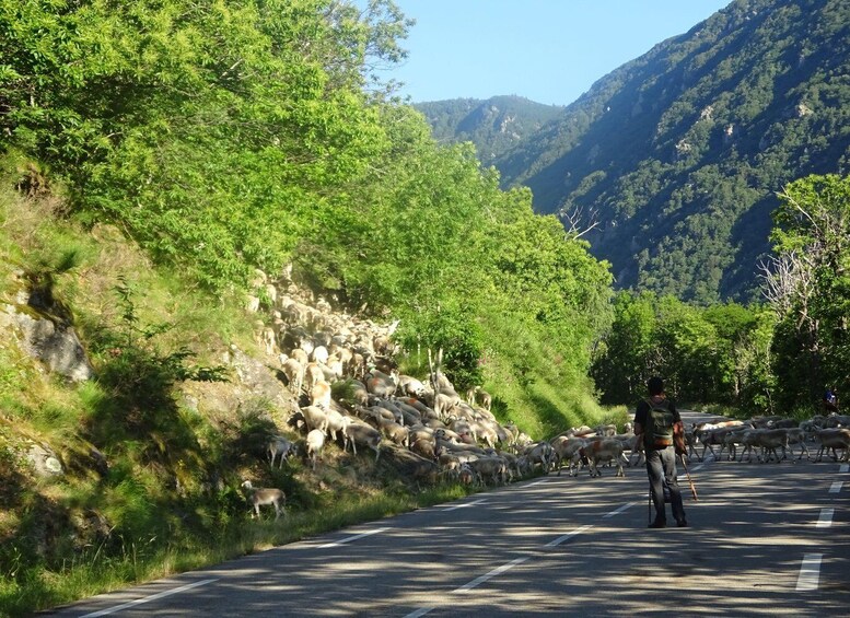 Picture 3 for Activity Day trip from Nîmes to UNESCO mountains of Cevennes