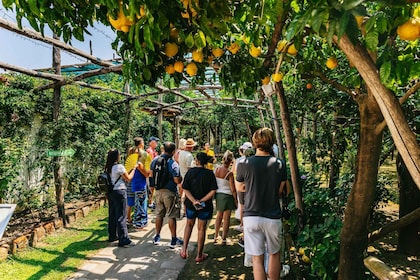 Sorrento Lemon excursion