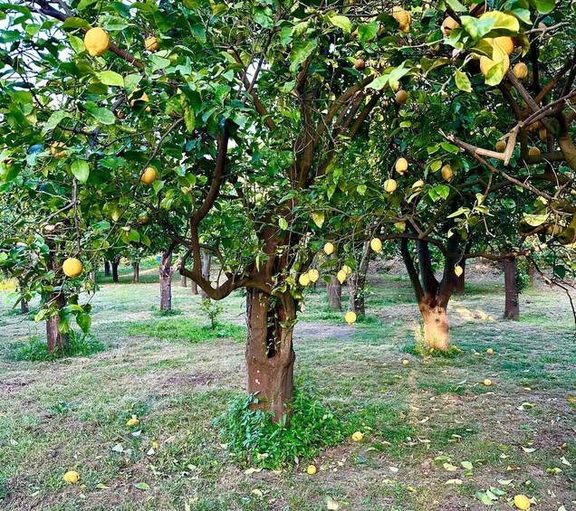 Picture 4 for Activity Sorrento Lemon Tour