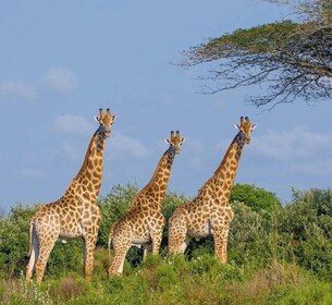 Private 1 Day Akagera Safari with Pick-up and Lunch.