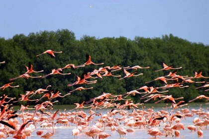 Merida : Réserve de biosphère de Celestún et visite privée de la plage