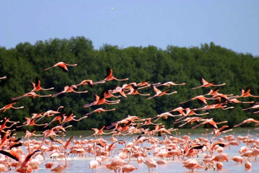 Merida: Celestún Biosphere Reserve and Beach Private Tour