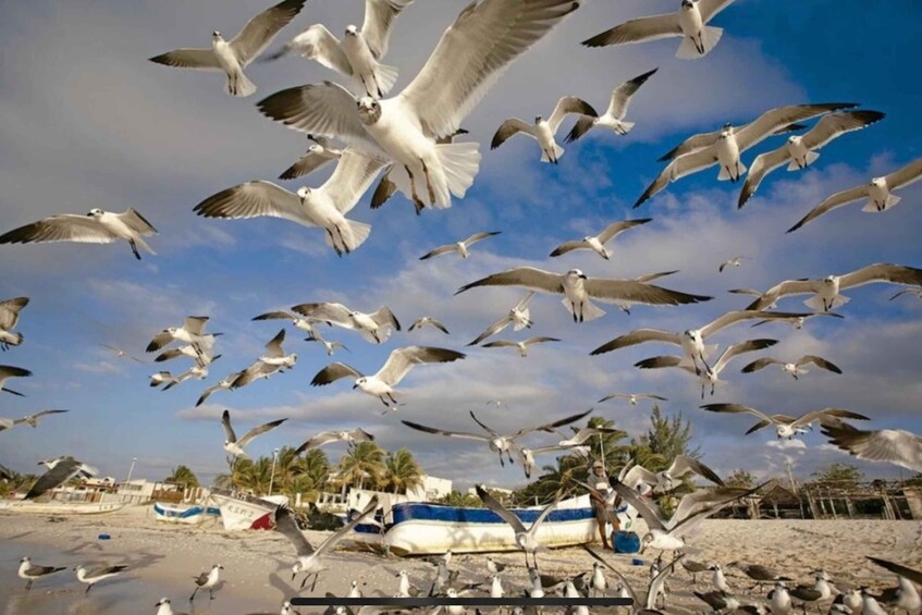 Picture 2 for Activity Merida: Celestún Biosphere Reserve and Beach Private Tour