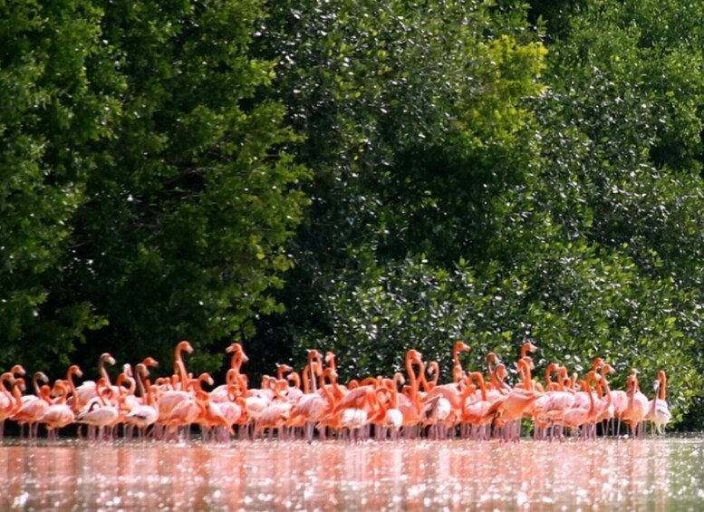 Picture 3 for Activity Merida: Celestún Biosphere Reserve and Beach Private Tour