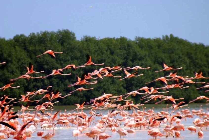 Merida: Celestún Biosphere Reserve and Beach Private Tour