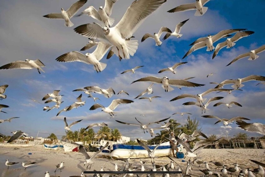 Picture 2 for Activity Merida: Celestún Biosphere Reserve and Beach Private Tour