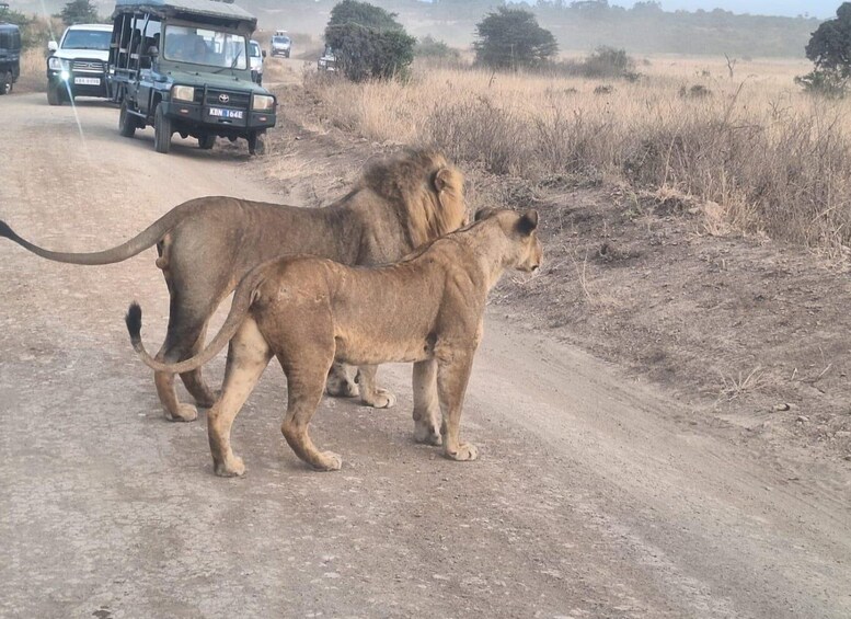 Picture 4 for Activity Nairobi National Park & Carnivore Restaurant Lunch Day Tour