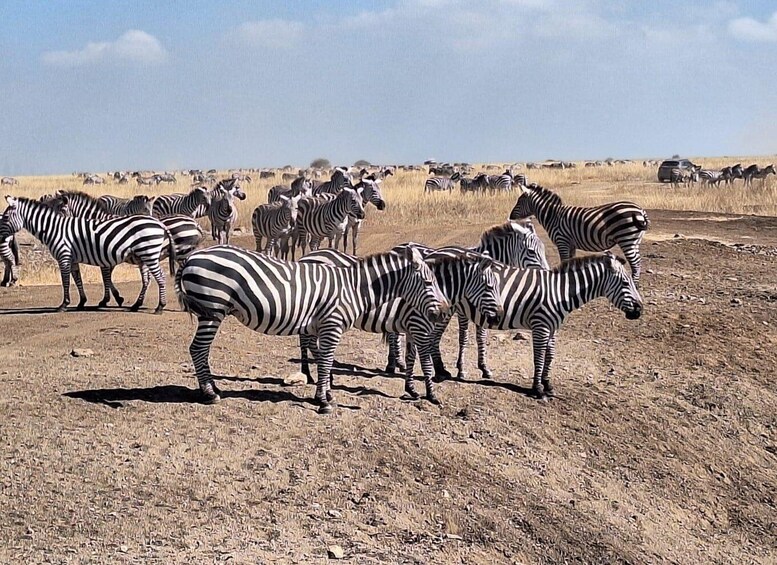 Picture 1 for Activity Nairobi National Park & Carnivore Restaurant Lunch Day Tour