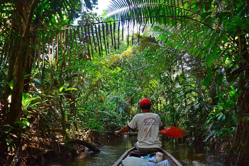 Picture 2 for Activity Iquitos || 2 days in the Amazon, natural wonder of the world