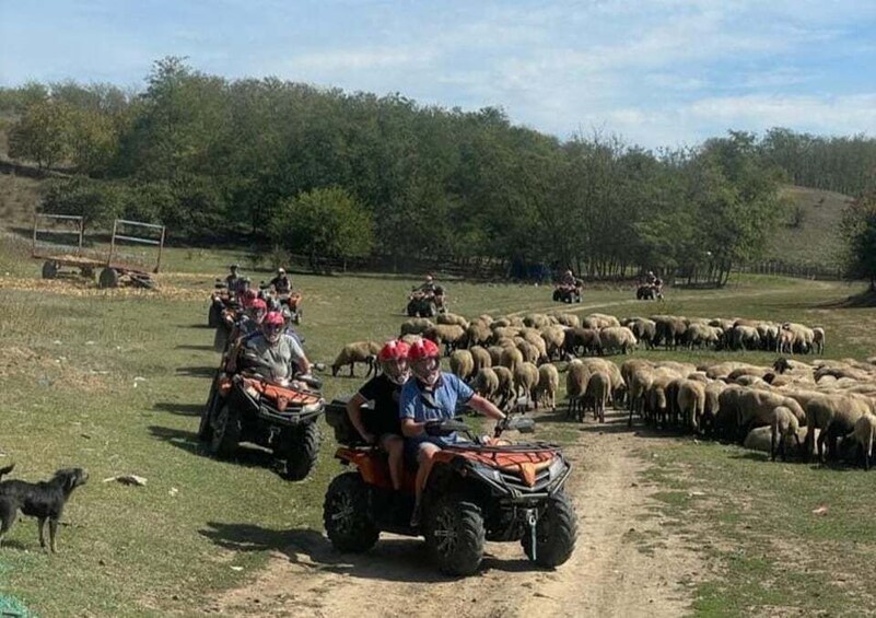 Picture 12 for Activity From Bucharest: Forest and Hills ATV Quad Bike Tour