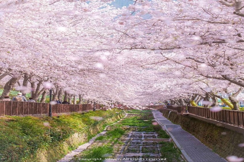 Picture 2 for Activity From Busan: Jinhae Cherry Blossom Festival Guided Day Trip