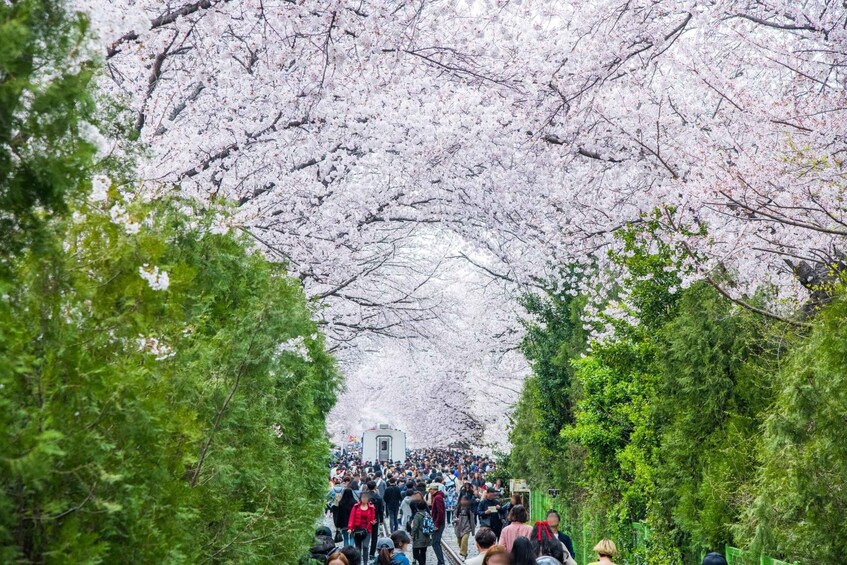 Picture 5 for Activity From Busan: Jinhae Cherry Blossom Festival Guided Day Trip