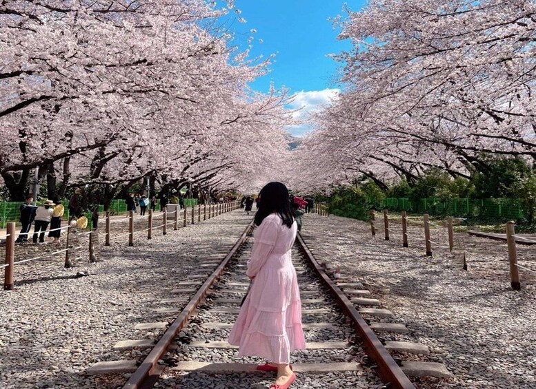 Picture 7 for Activity From Busan: Jinhae Cherry Blossom Festival Guided Day Trip