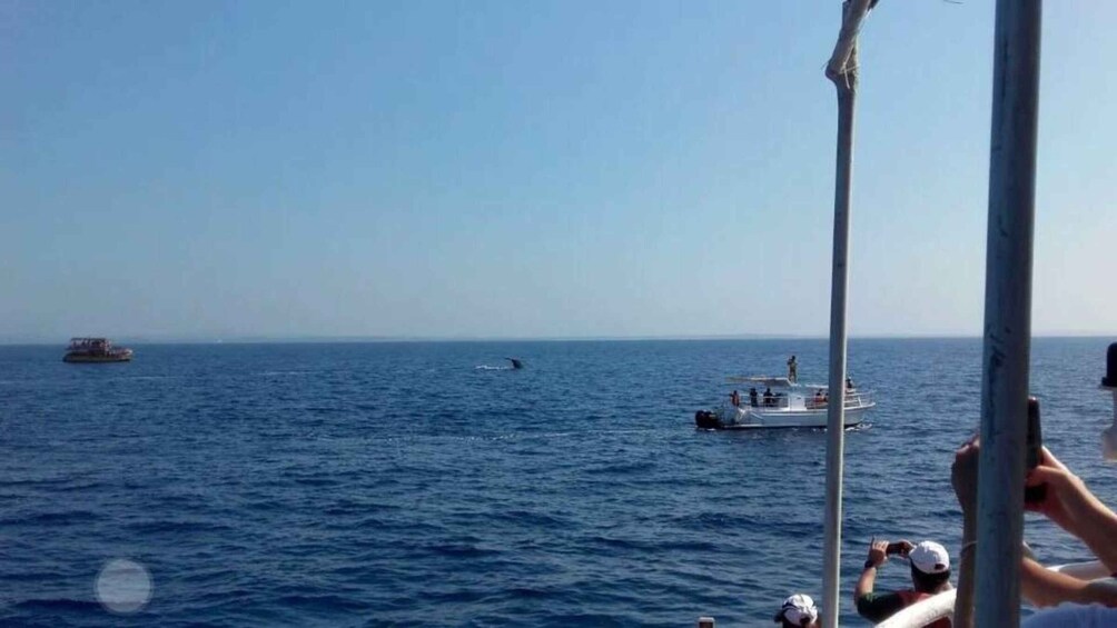 Picture 7 for Activity From Mirissa: All Inclusive Whales & Dolphin Watching Tour