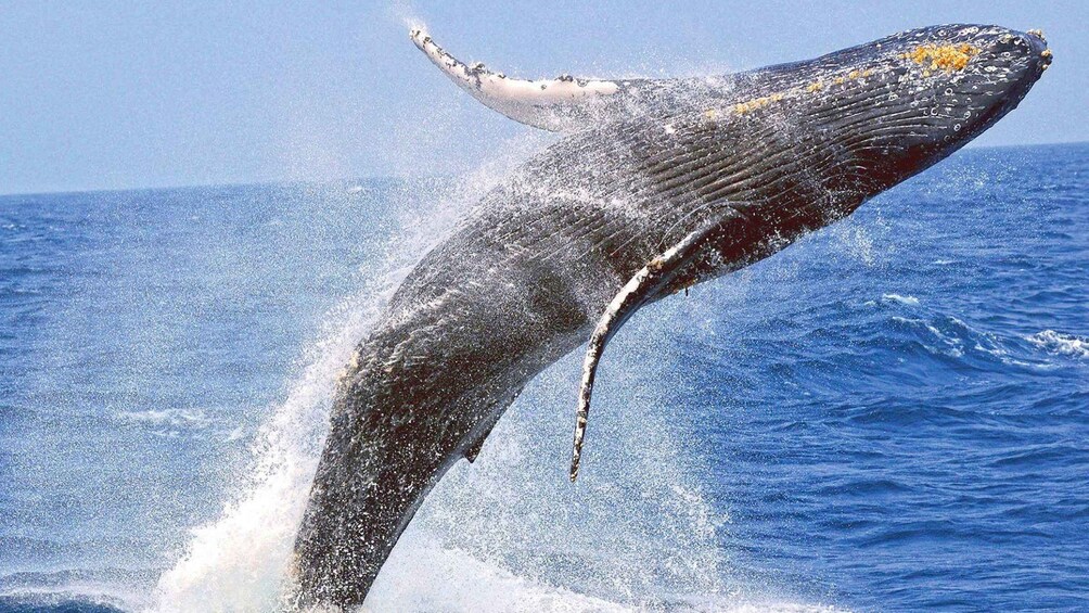 Picture 6 for Activity From Mirissa: All Inclusive Whales & Dolphin Watching Tour