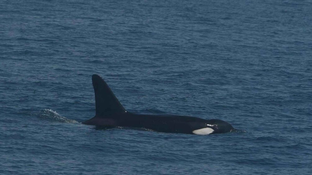 Picture 11 for Activity From Mirissa: All Inclusive Whales & Dolphin Watching Tour