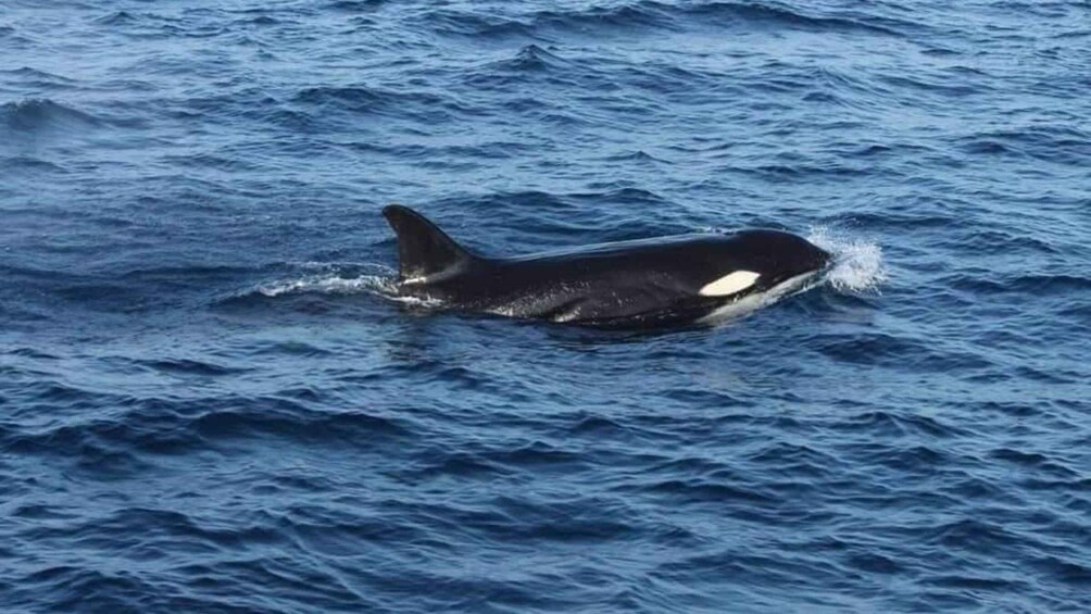 Picture 10 for Activity From Mirissa: All Inclusive Whales & Dolphin Watching Tour