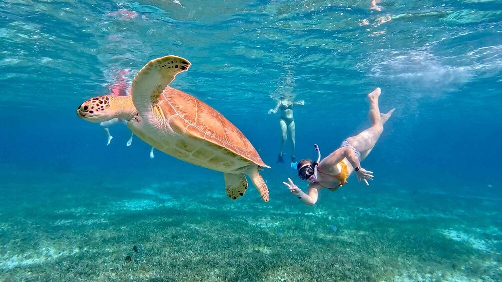 Picture 2 for Activity The Cozumel Turtle Sanctuary Snorkel Tour