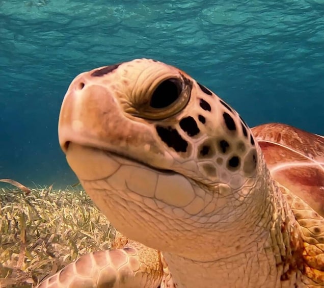 Picture 7 for Activity The Cozumel Turtle Sanctuary Snorkel Tour