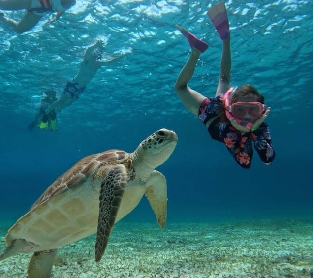 Picture 13 for Activity The Cozumel Turtle Sanctuary Snorkel Tour
