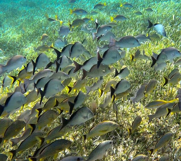 Picture 4 for Activity The Cozumel Turtle Sanctuary Snorkel Tour