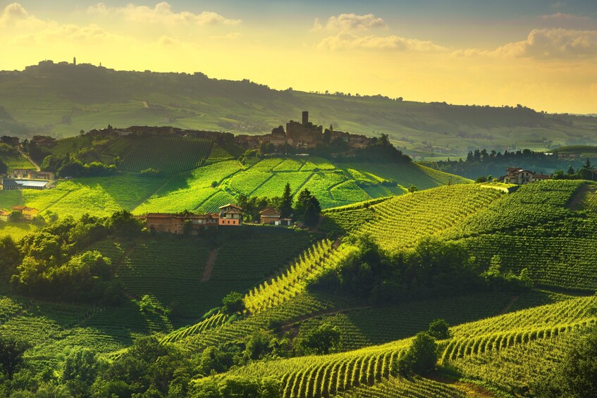 Alba, Langhe, Piedmont Castle & Barolo Wine Day Trip from Milan