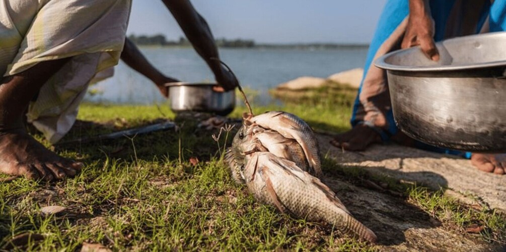 Picture 1 for Activity Fish, Cook & Enjoy a Sri Lankan Lunch at a Village house