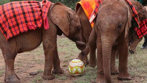 Nairobi : Éléphants, girafes et visite d’une journée en petits groupes du m...