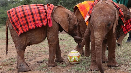 Nairobi : Éléphants, girafes et visite d’une journée en petits groupes du m...