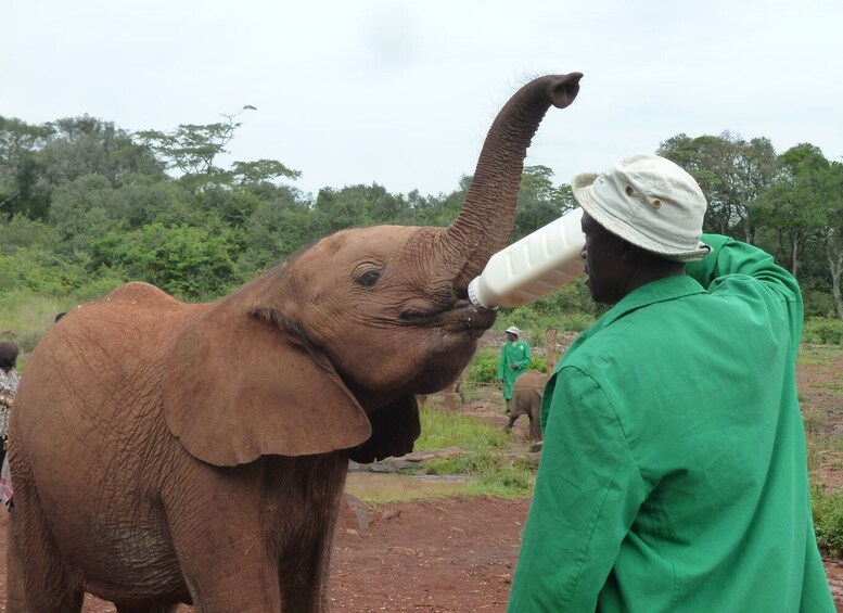 Picture 10 for Activity Nairobi: Elephants, Giraffes and Museum Small-Group Day Tour