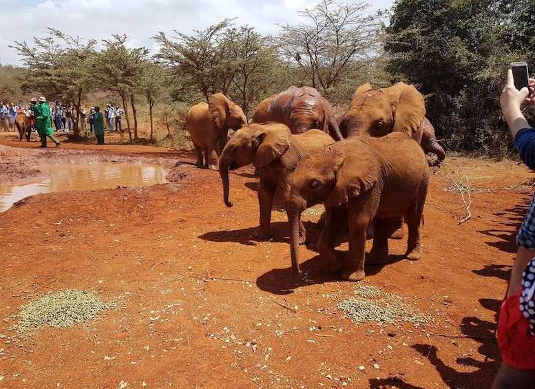 Picture 7 for Activity Nairobi: Elephants, Giraffes and Museum Small-Group Day Tour