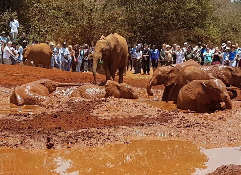 Picture 6 for Activity Nairobi: Elephants, Giraffes and Museum Small-Group Day Tour