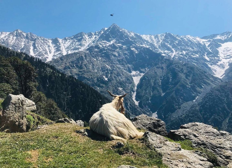 Picture 4 for Activity Guided Lama Dugh Hike in Manali