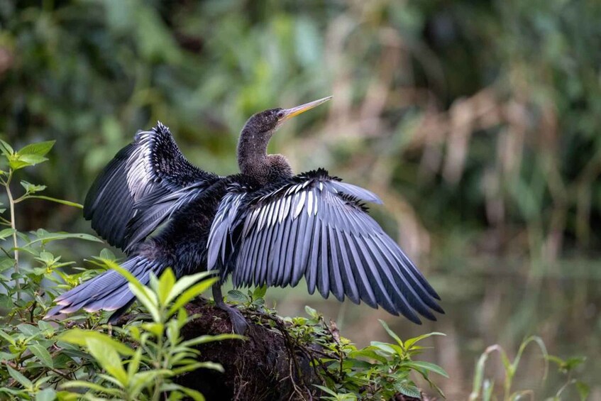 Picture 1 for Activity Tortuguero: Canoe tour in Tortuguero National Park