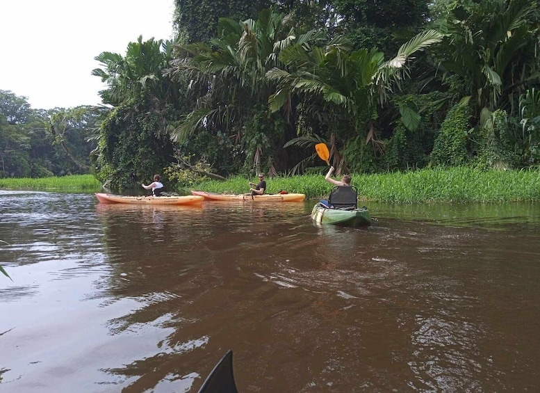 Picture 15 for Activity Tortuguero: Canoe tour in Tortuguero National Park