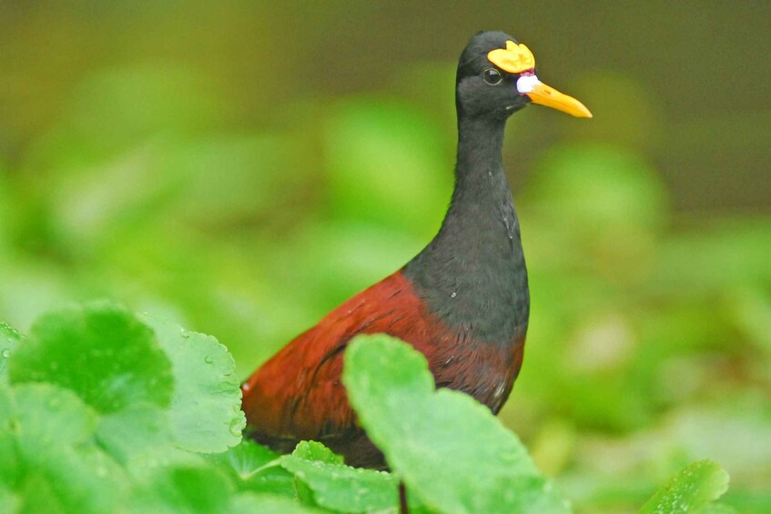 Picture 4 for Activity Tortuguero: Canoe tour in Tortuguero National Park