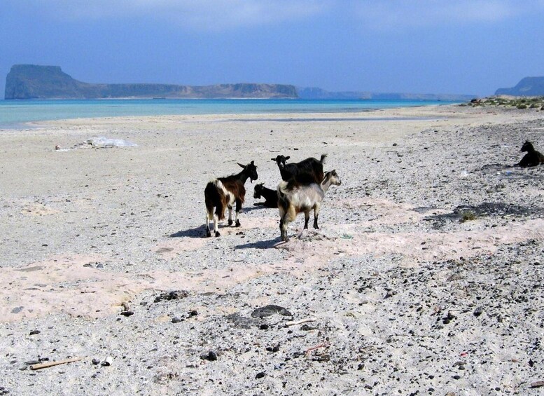 Picture 1 for Activity Rethymno: Gramvousa & Balos Lagoon Day Trip with Boat Cruise