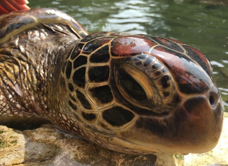 Picture 8 for Activity Kuza Cave, Prison Island, Island Pongwe, Turtle, Clear Kayak