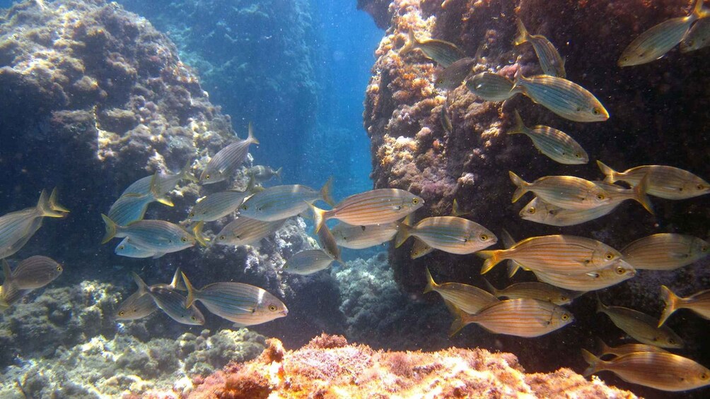 Picture 1 for Activity Boat Tour Taormina Sea Experience