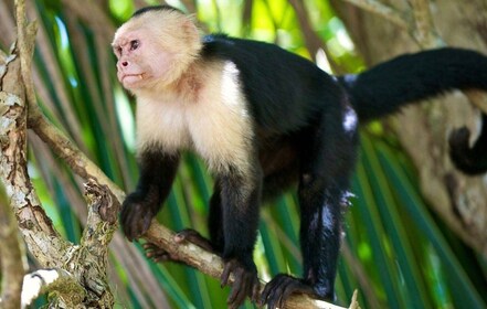 Panama City: Private Panama Canal & Monkey Island Boat Tour