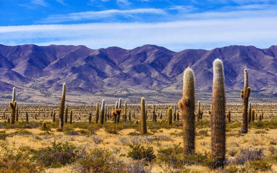 Picture 1 for Activity From Salta: Full-Day Tours of Cachi and Salinas Grandes