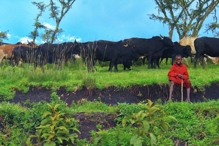 Picture 7 for Activity From Nairobi: Masai Tribe Village Visit