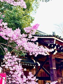 Kyoto: Fully customizable half day tour in the old capital