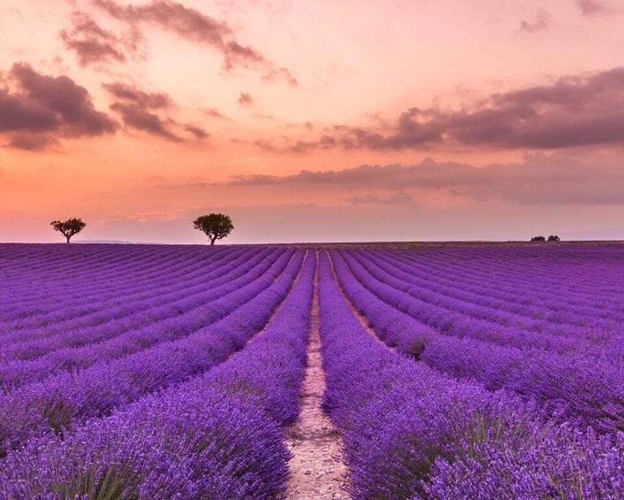 Picture 18 for Activity Wild Alps, Verdon Canyon, Moustiers village, Lavender fields