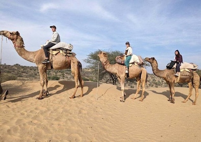 Jodhpur: tour privado de un día de safari en camello con comida