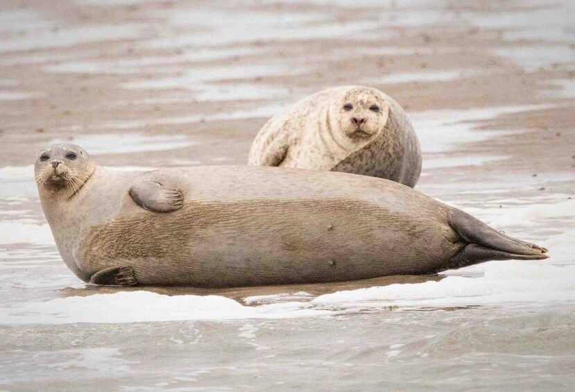 Picture 3 for Activity Amsterdam: Half-Day Seal Safari at Waddensea UNESCO Site