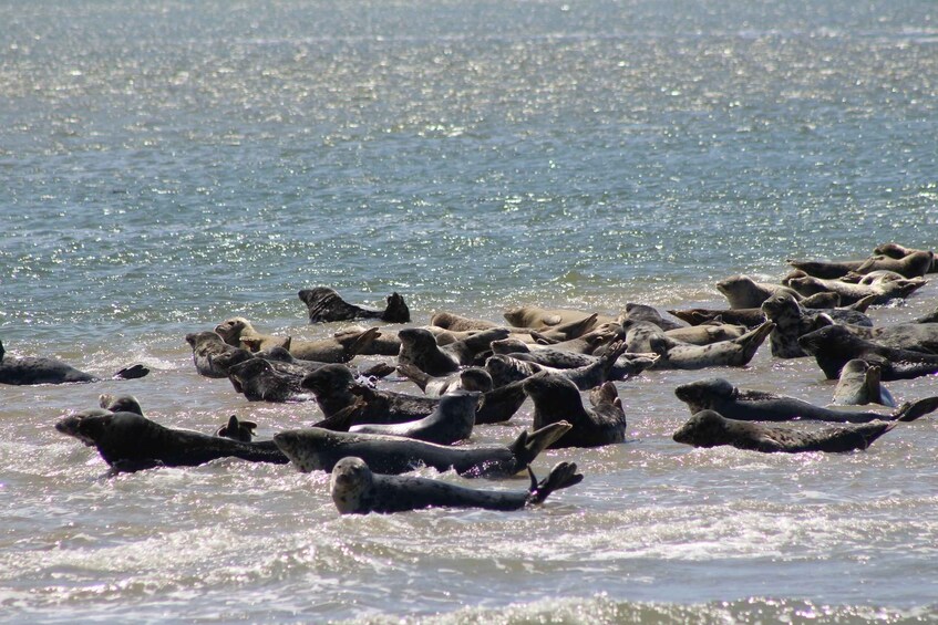 Picture 9 for Activity Amsterdam: Half-Day Seal Safari at Waddensea UNESCO Site