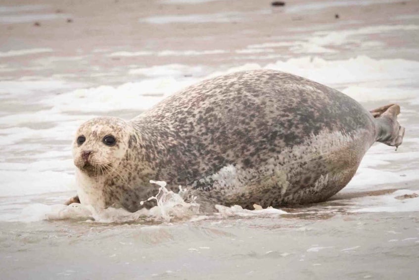 Picture 6 for Activity Amsterdam: Half-Day Seal Safari at Waddensea UNESCO Site