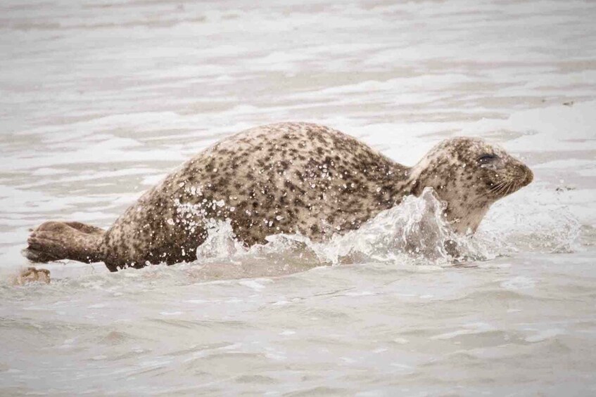 Picture 5 for Activity Amsterdam: Half-Day Seal Safari at Waddensea UNESCO Site