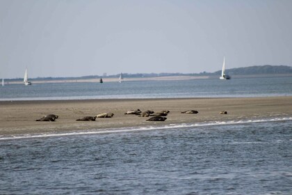 Amsterdam: Half-Day Seal Safari at Waddensea UNESCO Site